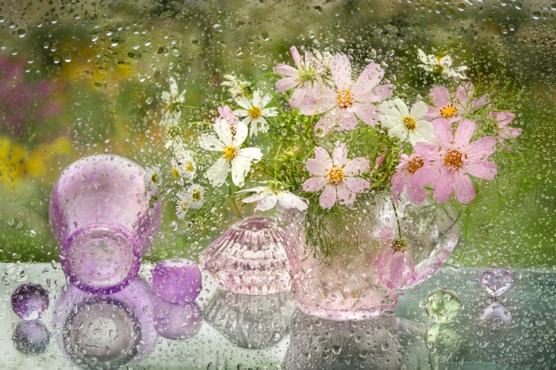 природа. натюрморт,  цветы, космея, ваза, капли, дождь Космея фото превью