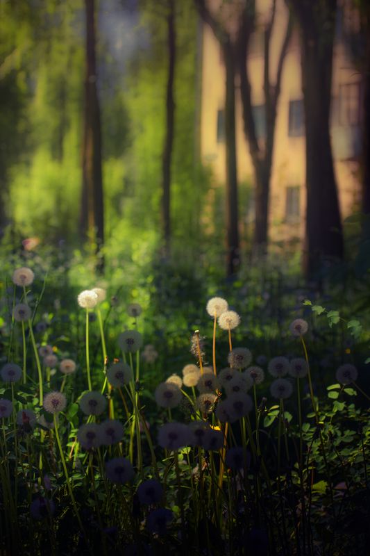 кострома Лето в городе фото превью