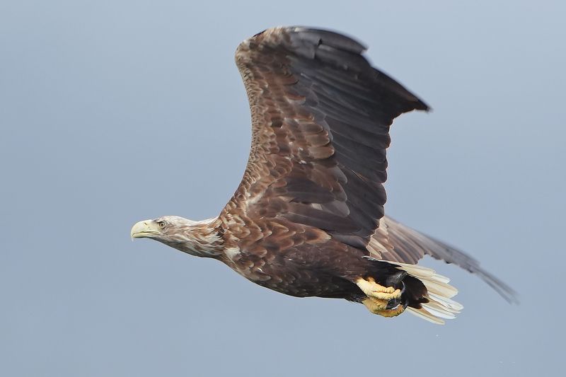 Haliaeetus albicilla фото превью