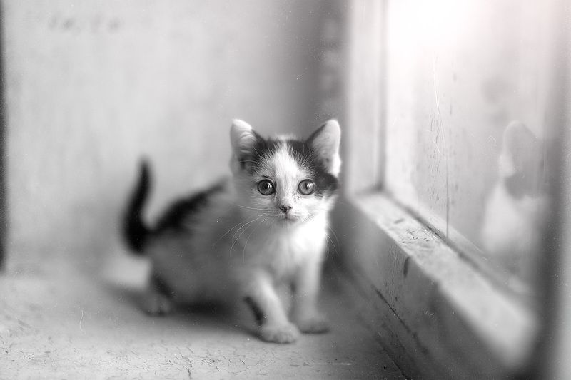 cats pets animals Васенька фото превью