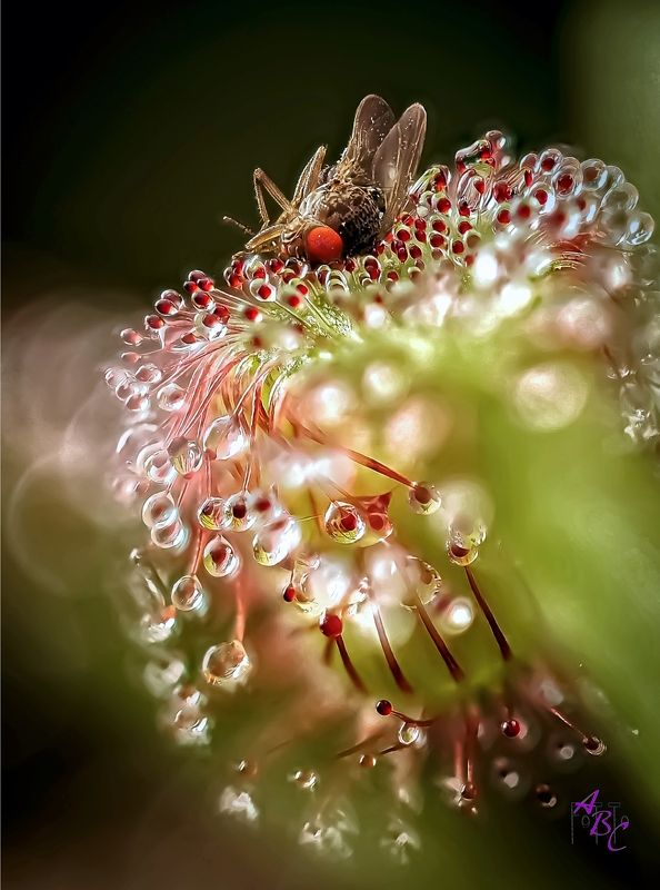 ищник Хищник охотится фото превью