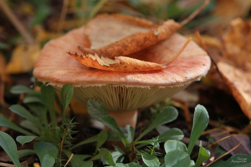 гриб, листок, оранжевый, лес, споры, трава Оранжевый красавец фото превью