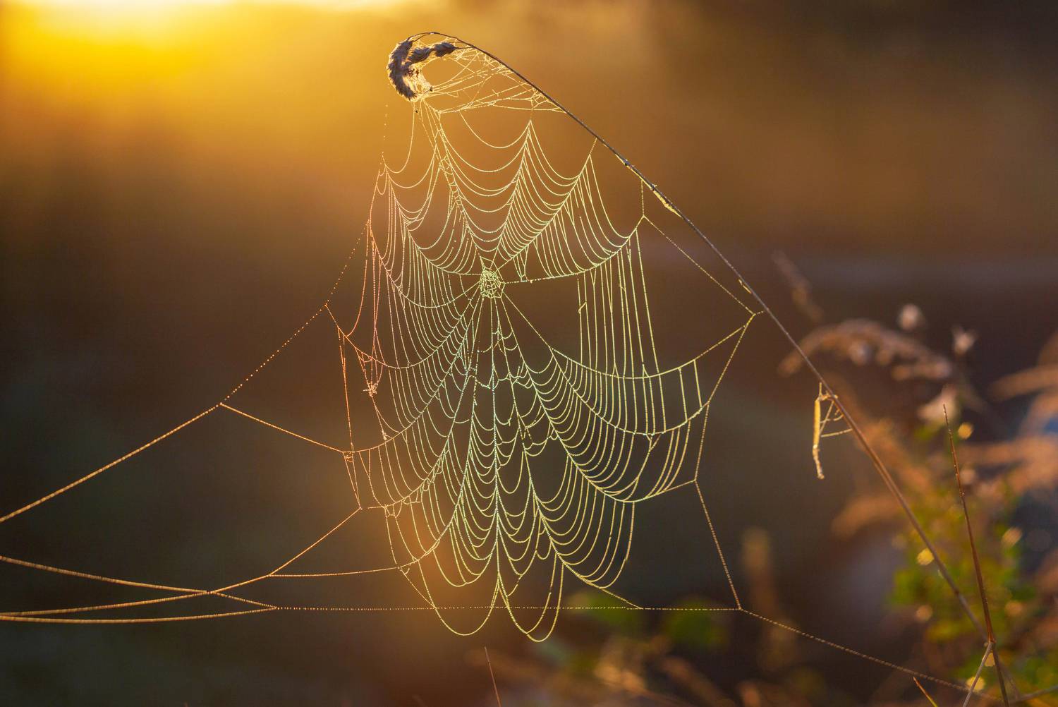 паутинка, осень, Свистков Александр
