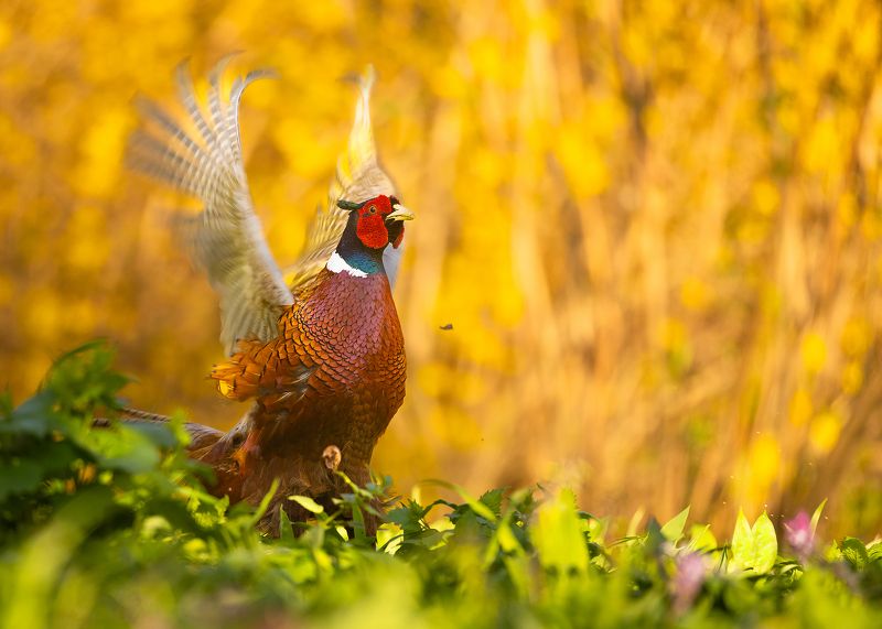 Pheasant фото превью