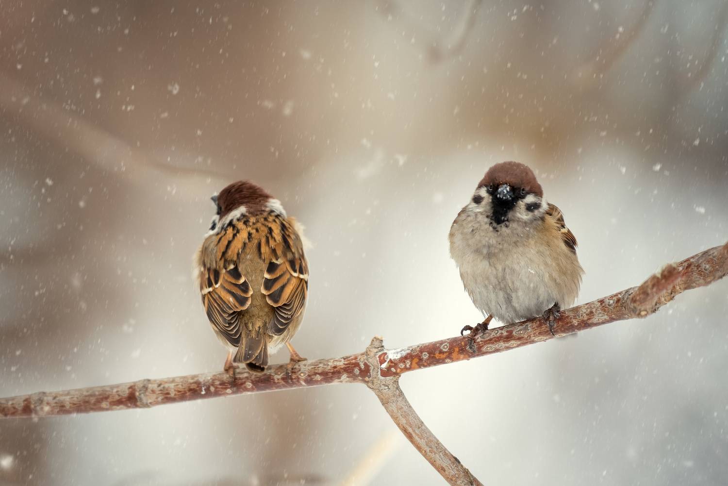 , Рагинская Ольга