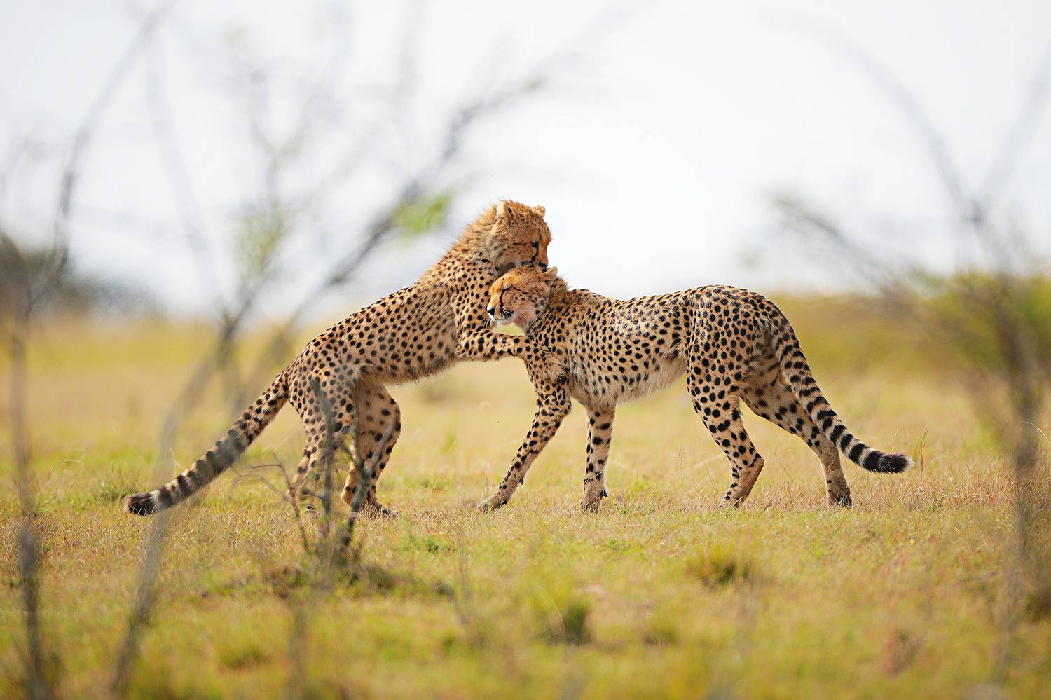 , Худзинская Ирина