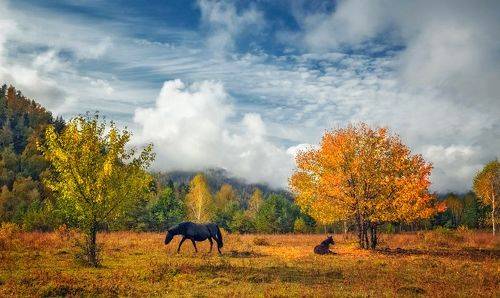 На лесной полянке...
