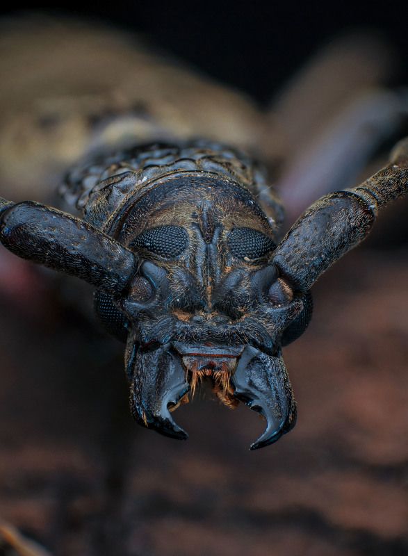 Longhorn Beetle фото превью