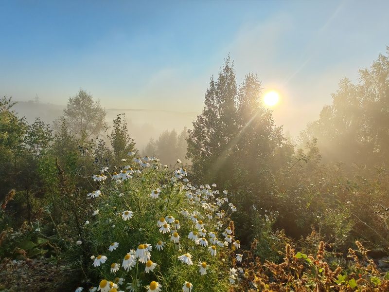 Утро туманное фото превью