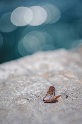 Души Керченских мидий.