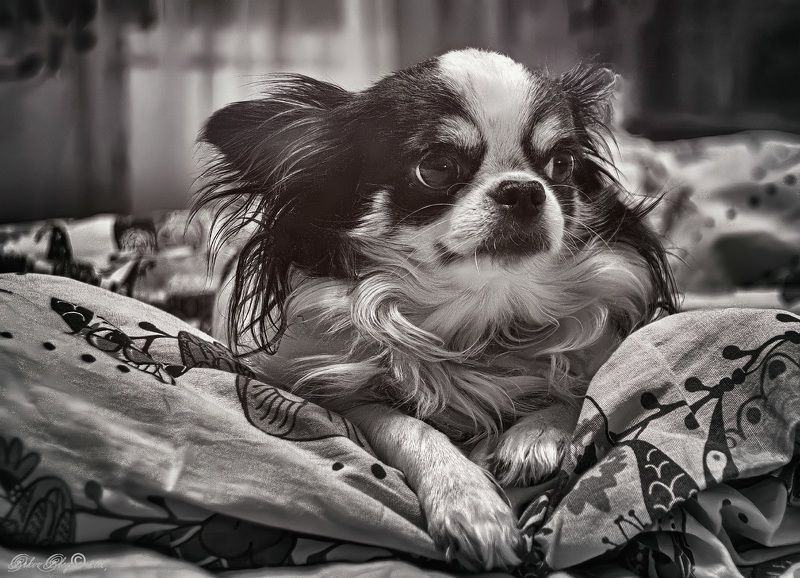 *** фото превью