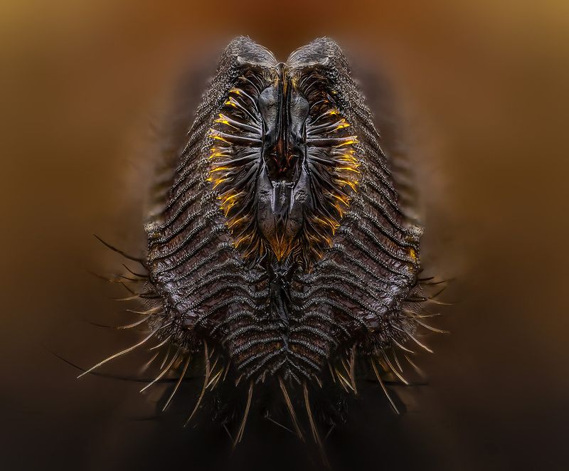 muscina stabulans, labia oris Губки фото превью