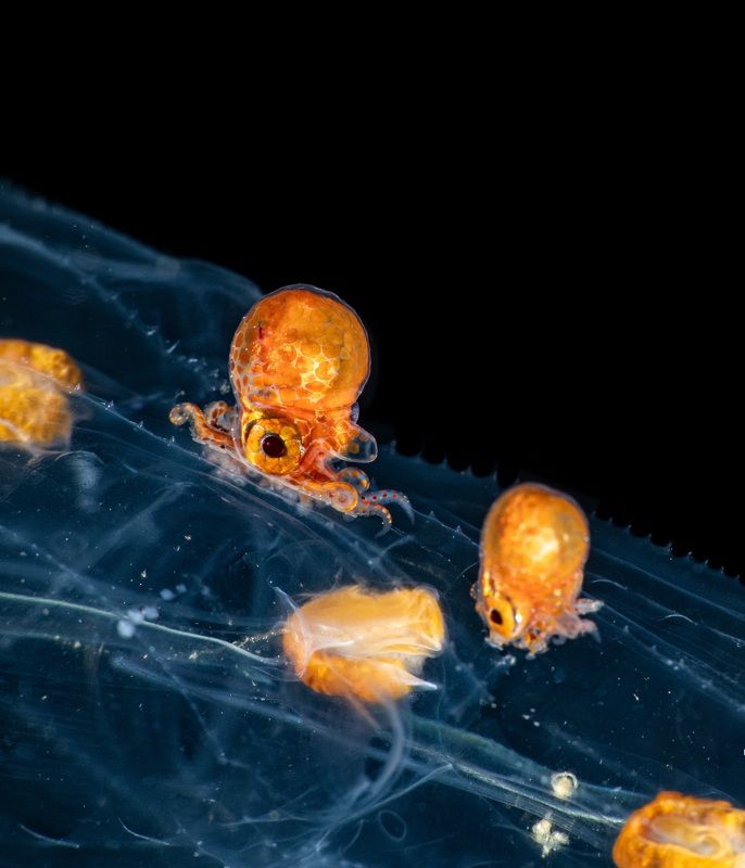 #mluwphotography Blackwater dive фото превью