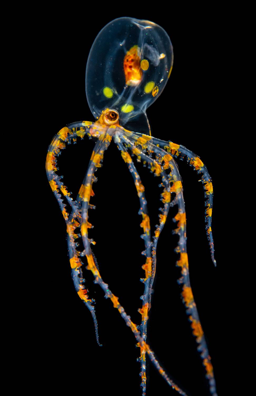 , Magali M&aacute;rquez