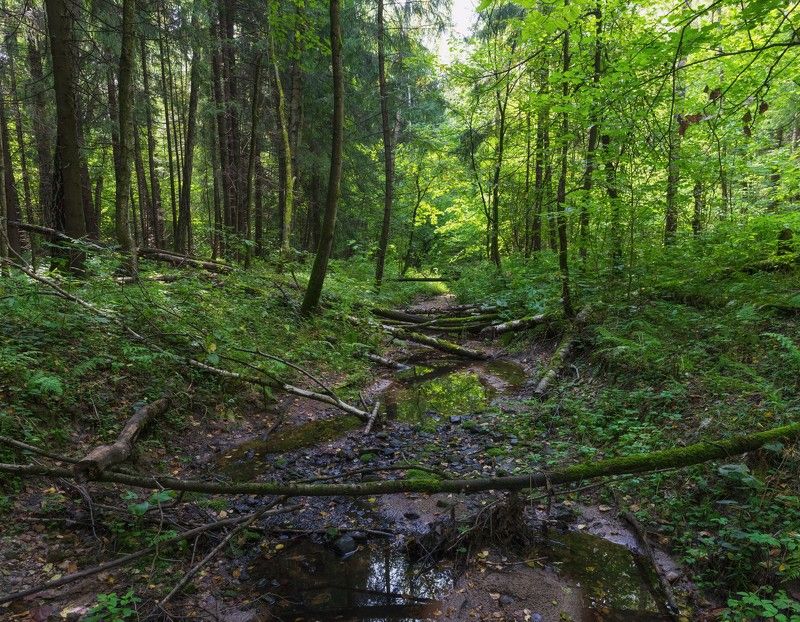 природа,лес,пейзаж *** фото превью