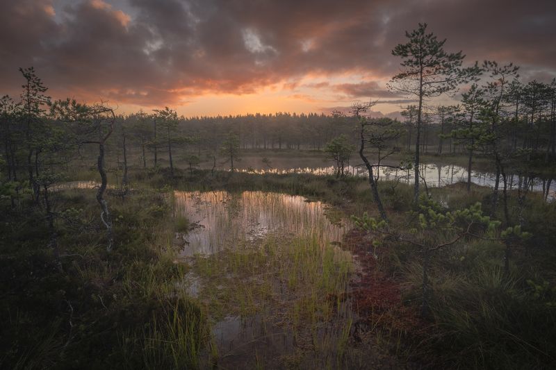 болота ленинградской области, рассвет, пейзаж Рассвет на болоте фото превью