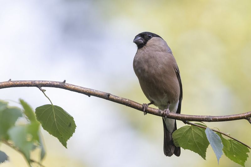 Птицы, Подмосковье *** фото превью