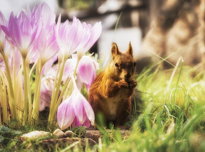 белочки за трапезой фото превью