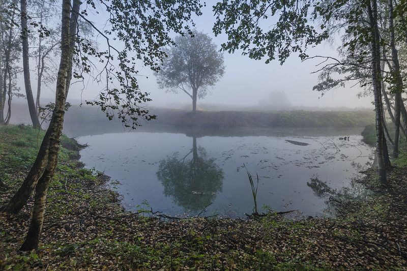 дерево, отражение, архангельское Одинокое дерево на той строне фото превью
