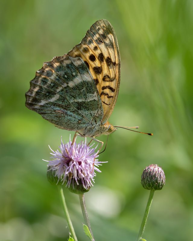Перламутровка фото превью