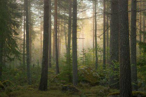 Туман на лесном озере