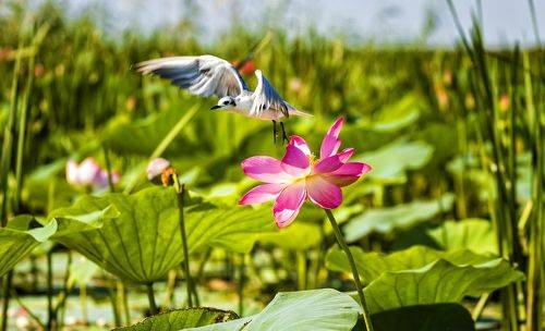 Белощекая крачка на взлете.