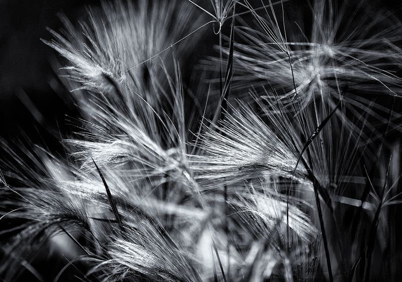 чб фото, осень, монохром Осень в монохроме фото превью