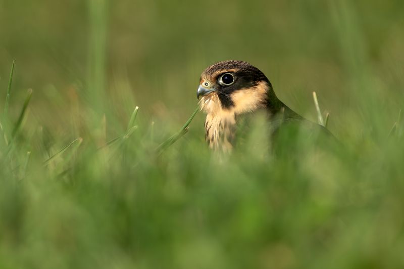 Чеглок. фото превью