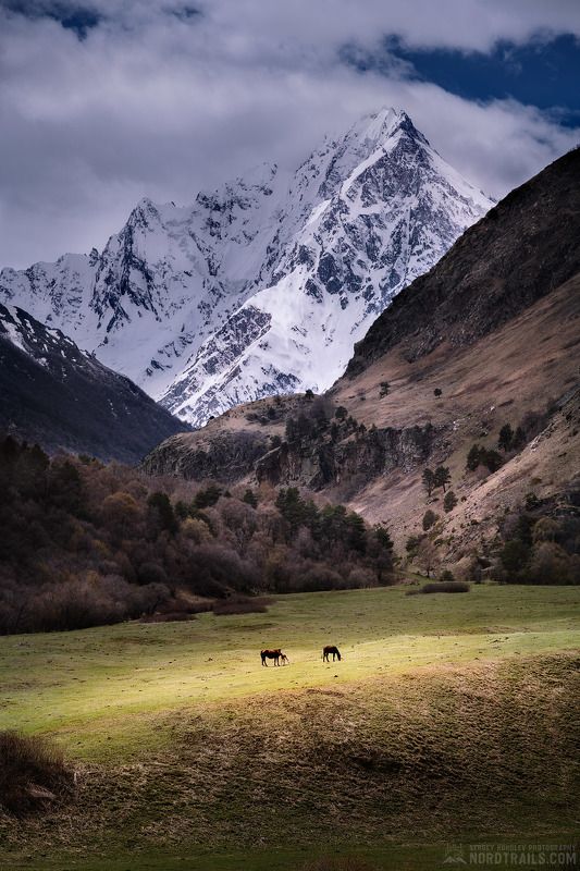 Красавец Тихтенген фото превью