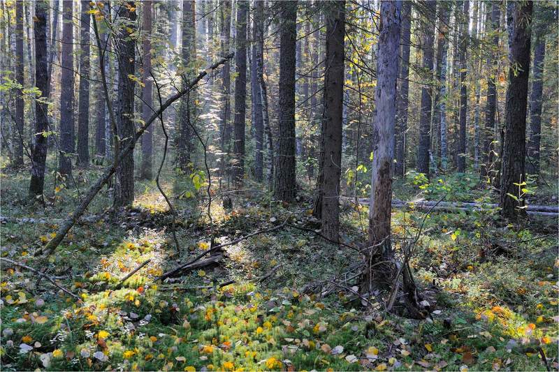 В лесу фото превью