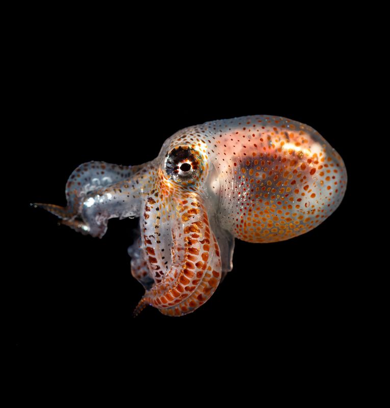 Bonfire dive  фото превью