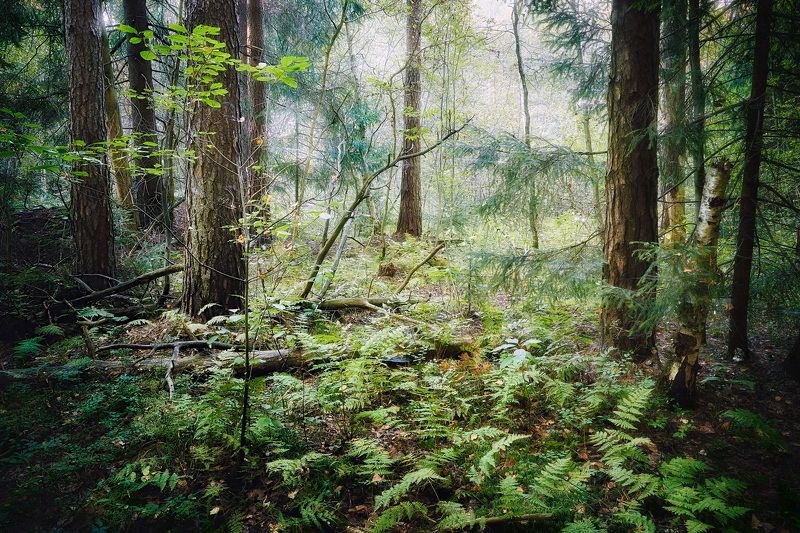 В летнем лесу фото превью