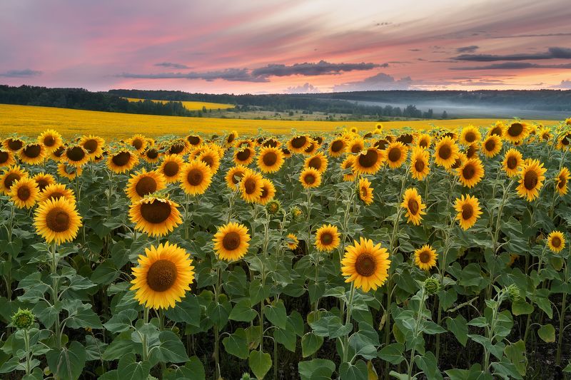Закат в подсолнухах фото превью