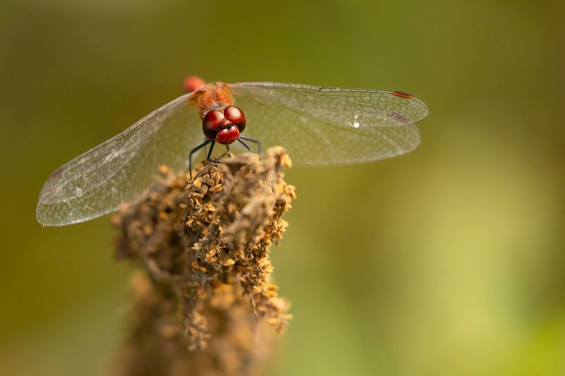 Dragonfly фото превью