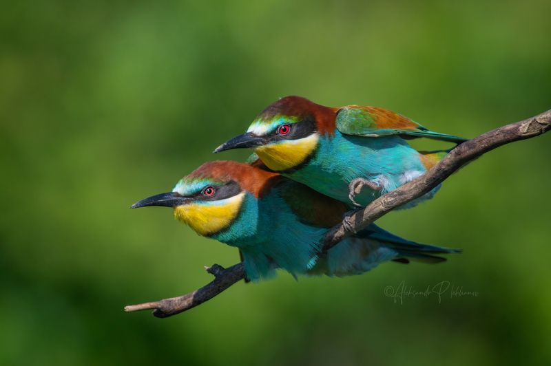 Мои щурки фото превью