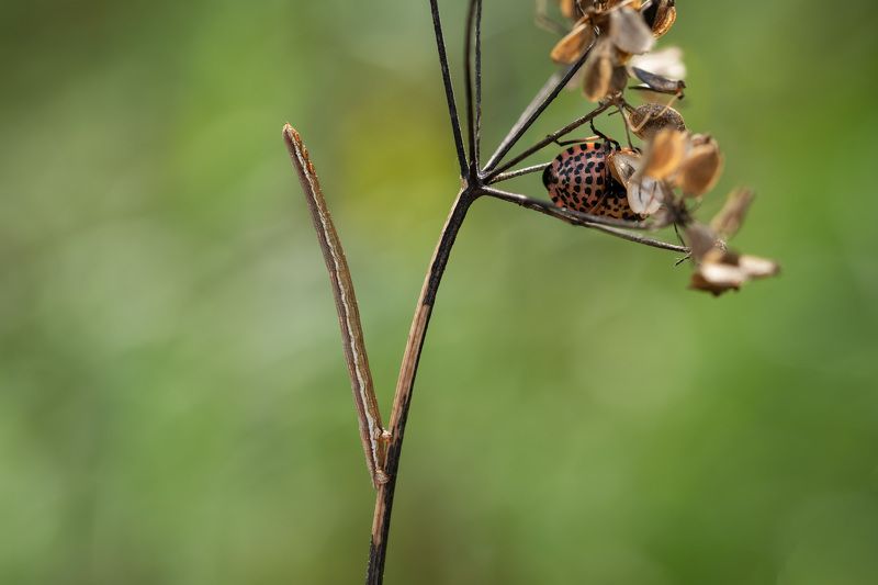 Гусеница-веточка фото превью