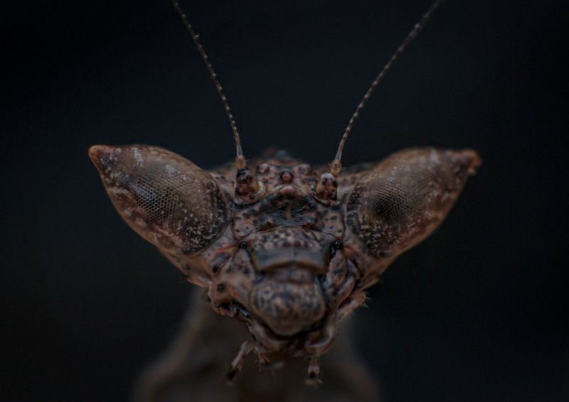 macro, insect, mantis, mantids Demon Boxer Mantis фото превью