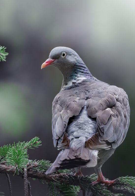 Columba palumbus Вяхирь Columba palumbus фото превью