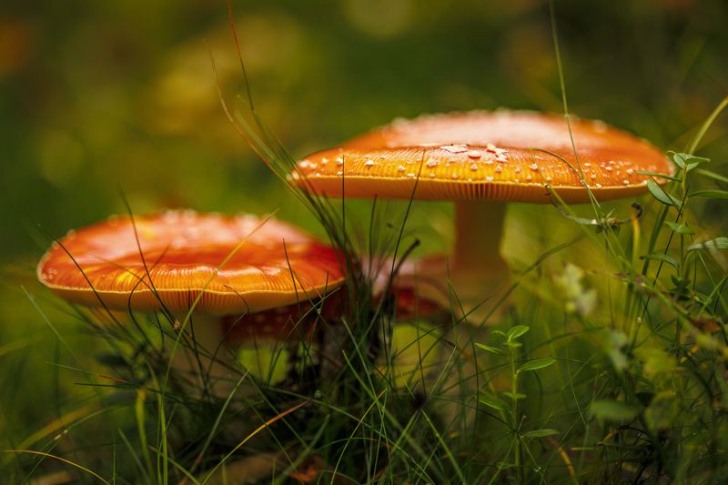 Мухопорчики фото превью