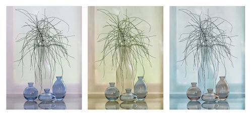 Фантазия.. хвощ и сосуды