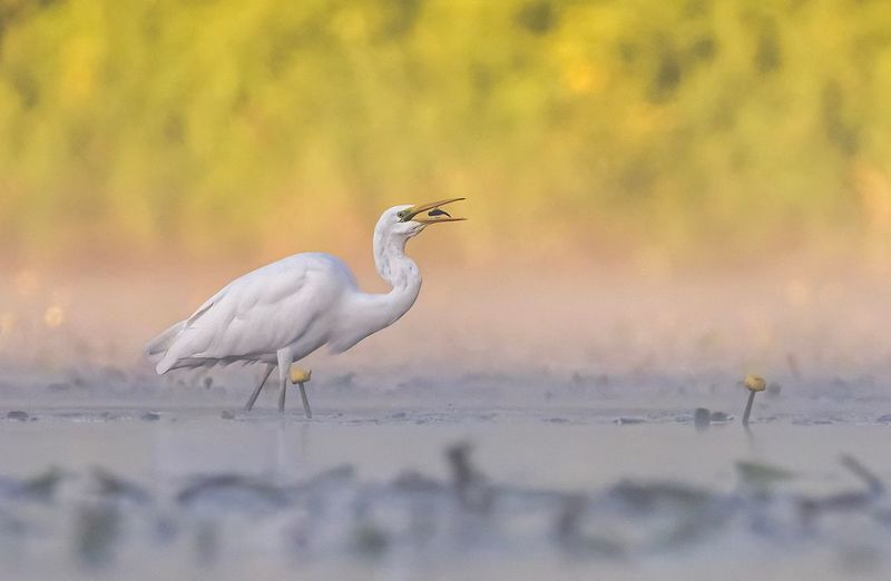 Czapla biała фото превью