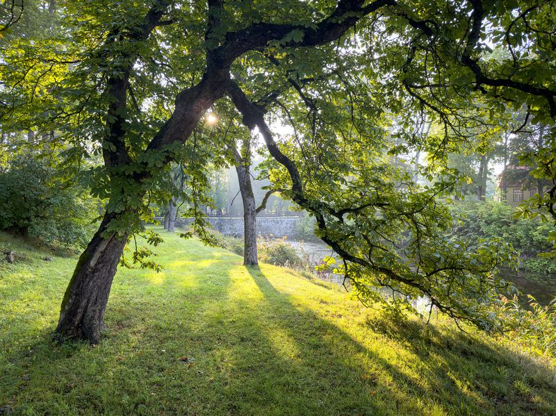 Утро в парке. Август фото превью