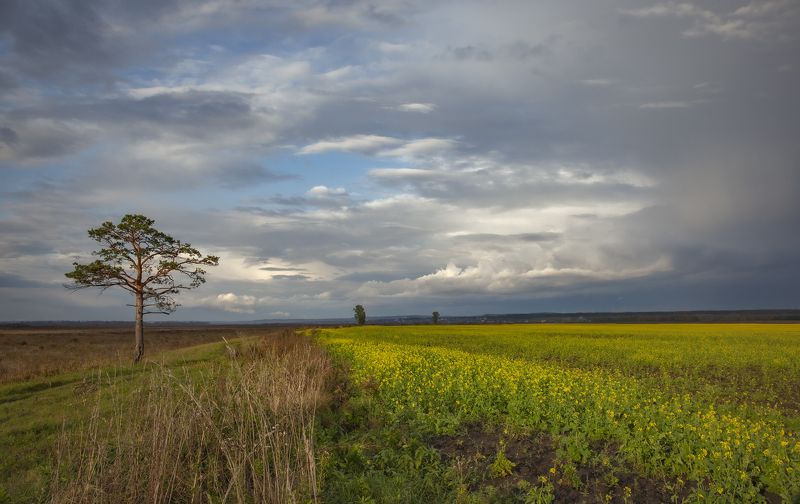 сентябрь, вечер, поле, рапс  фото превью