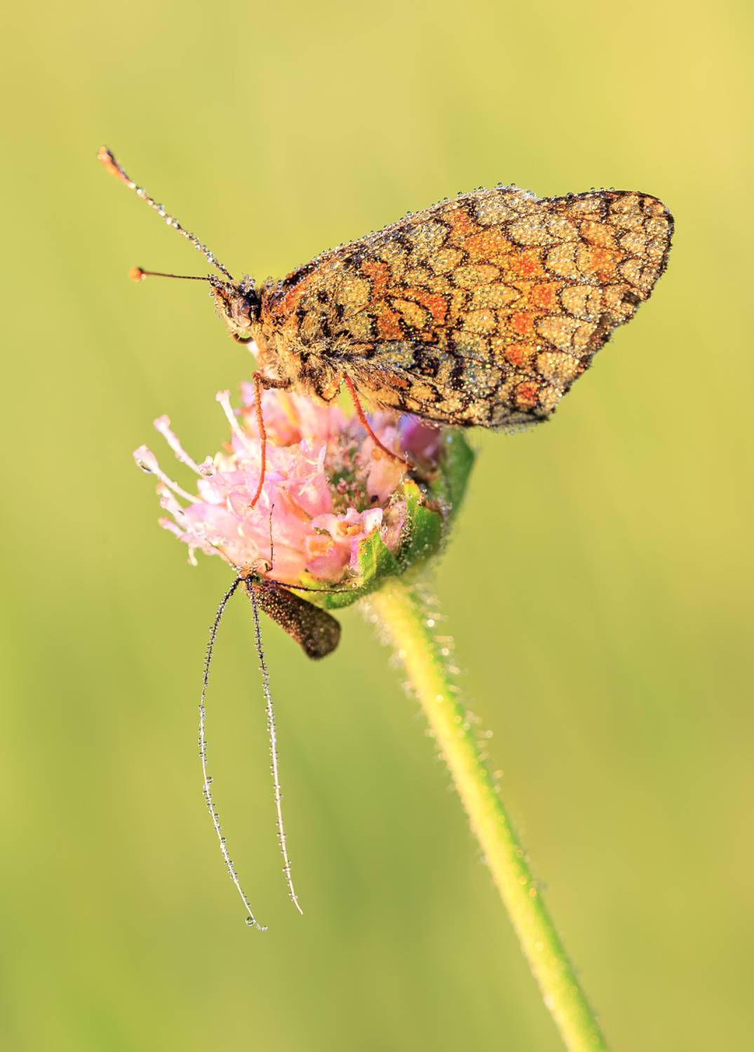 насекомые, бабочка, моль, утро, роса, лето, июнь, Борис Новиков