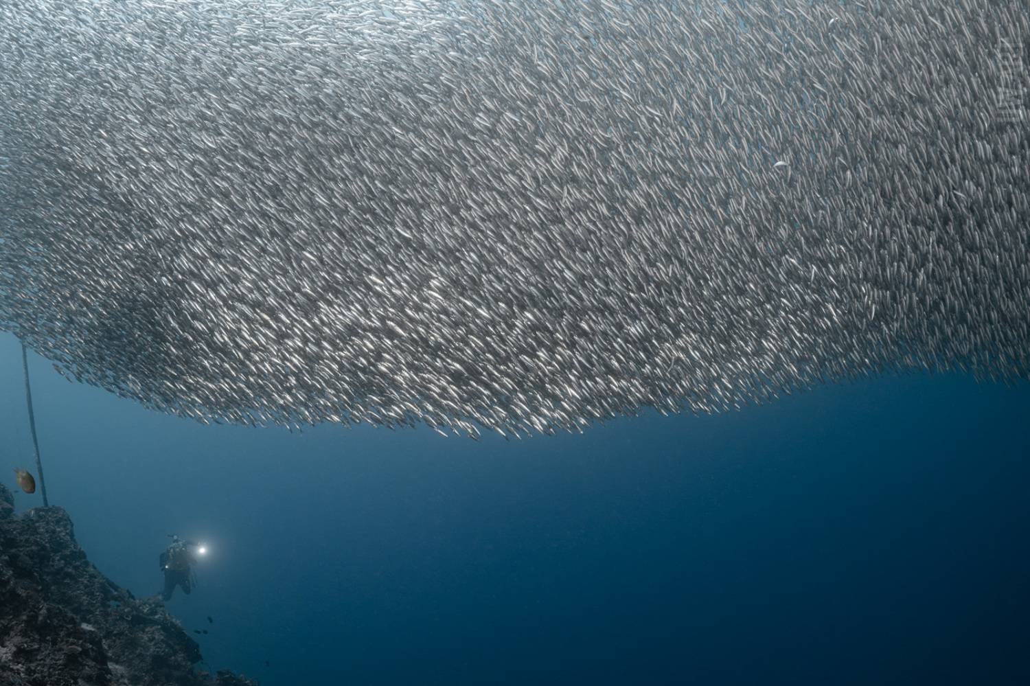 , Савин Андрей