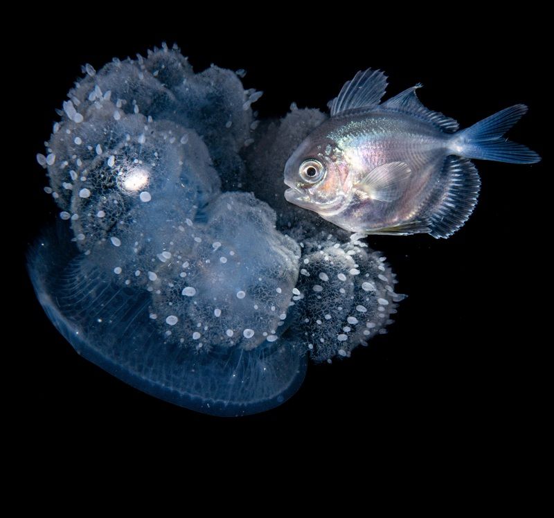 #mluwphotography  Blackwater dive  фото превью