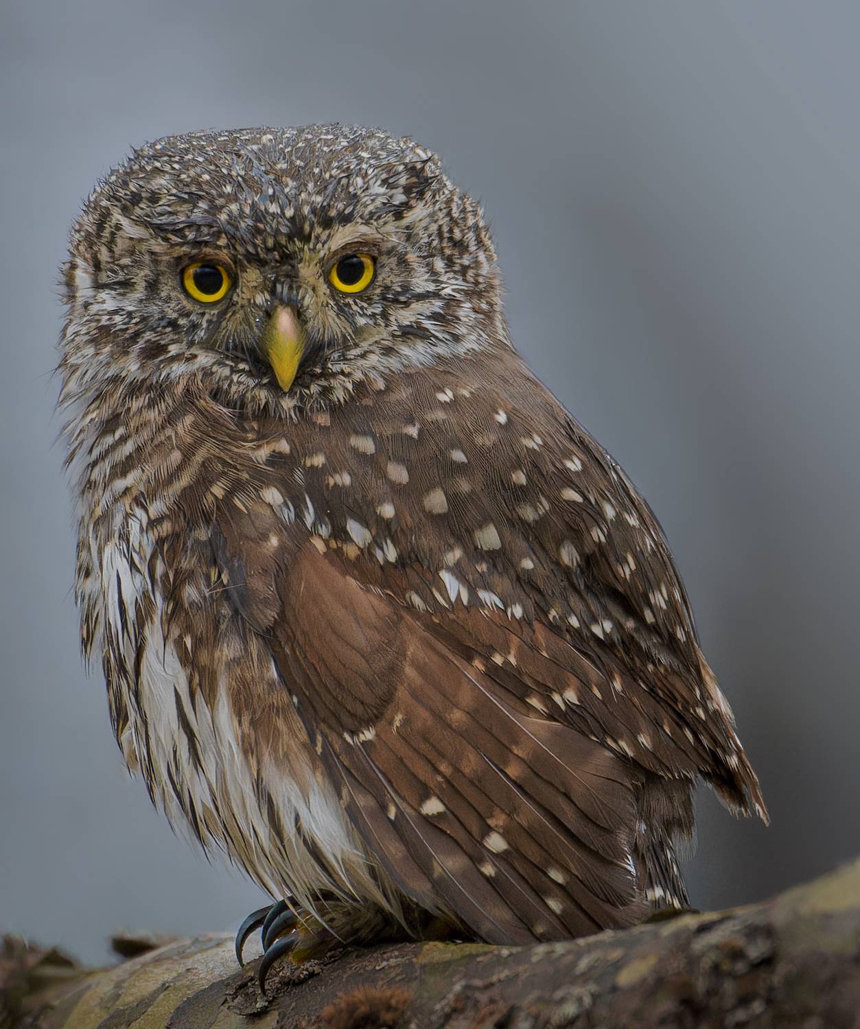 , Фото Александр