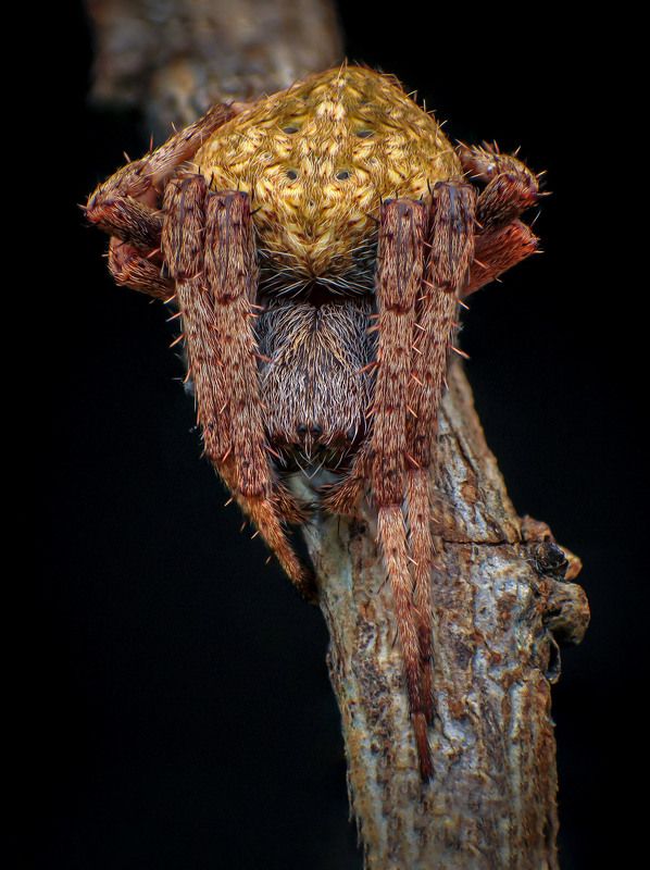 Orb-weaver фото превью