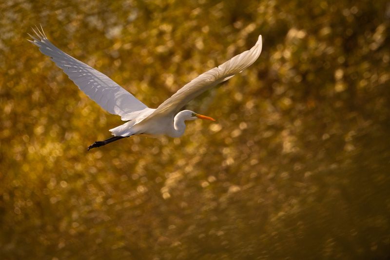 Heron фото превью