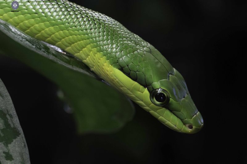 Snake- Gonyosoma oxycephalum фото превью